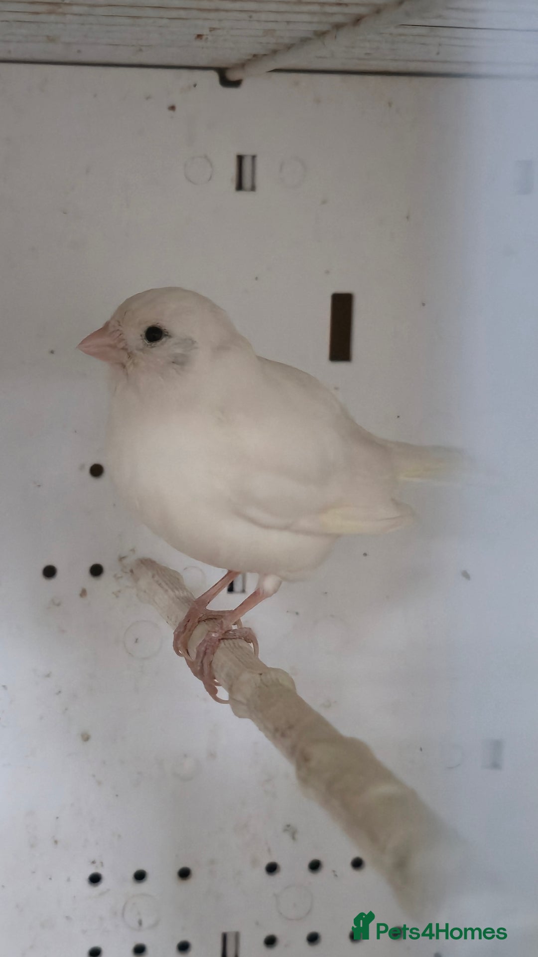 Canaries birds for sale: Canaries  - Image 25