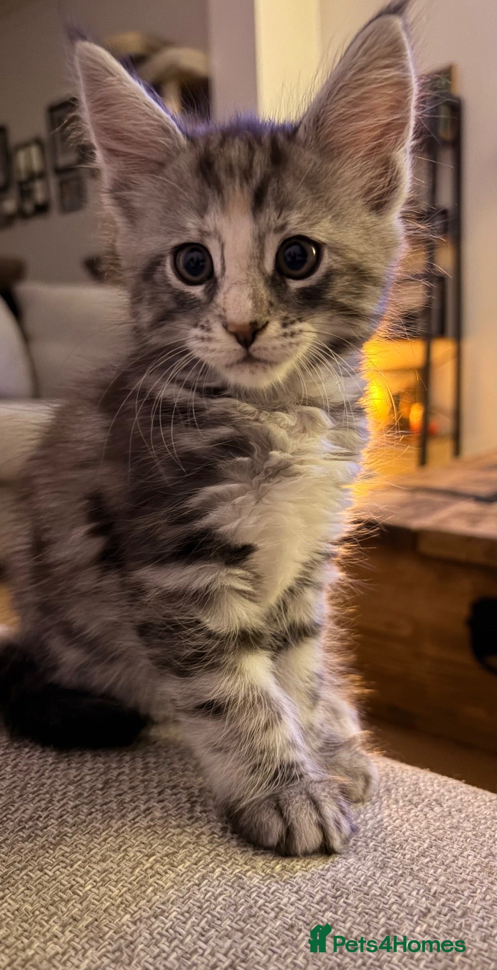 Maine Coon cats Maine coon kittens ready to reserve  - Advert 1