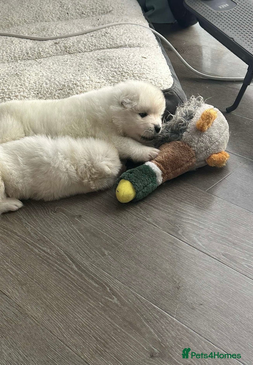 Samoyed dogs for sale: Beautiful Samoyed puppies  - Image 22
