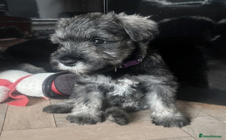 Miniature Schnauzer dogs - Advert 2