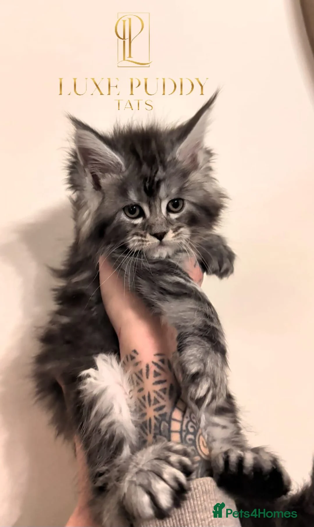 Maine Coon cats for sale: Championljne maine coon kittens - Advert 5