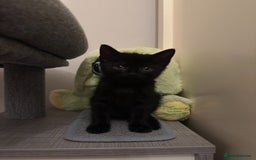 Mixed Breed cats for sale: Last kitty for sale!  - Advert 33