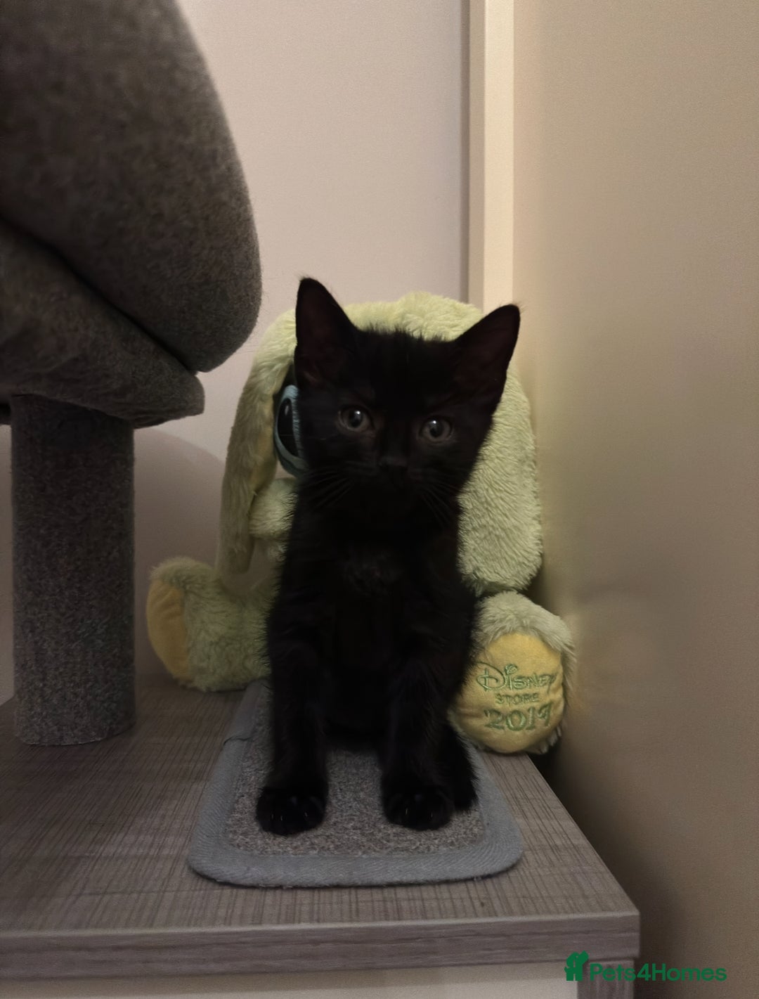 Mixed Breed cats for sale: Last kitty for sale!  - Advert 33