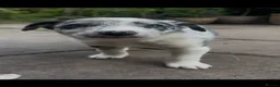 Border Collie dogs for sale: Beautiful Blue Merle Collie Puppies  - Advert 6