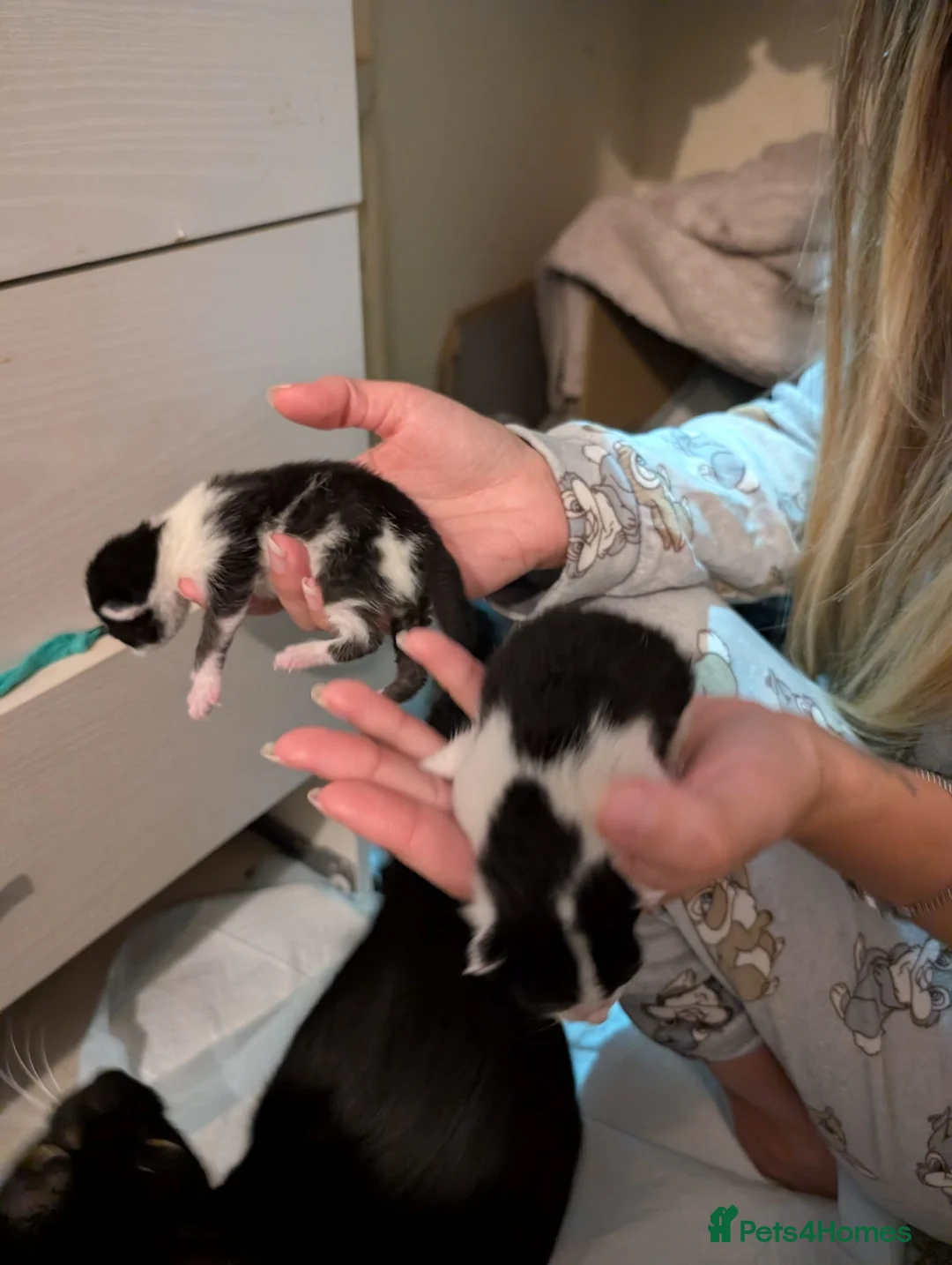 British Shorthair cats for sale: Kittens for sale  in Oldbury - Advert 2