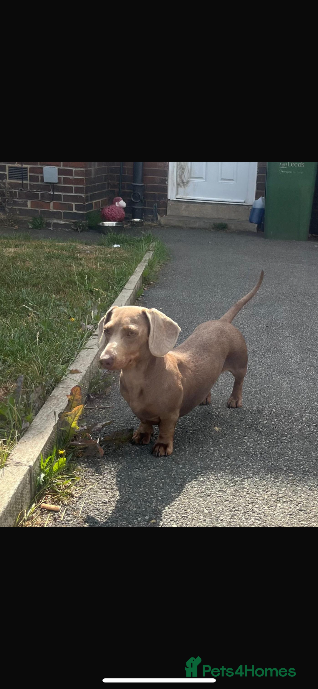 Miniature Dachshund dogs for sale: KC Registered Miniature Dachshund  - Image 28