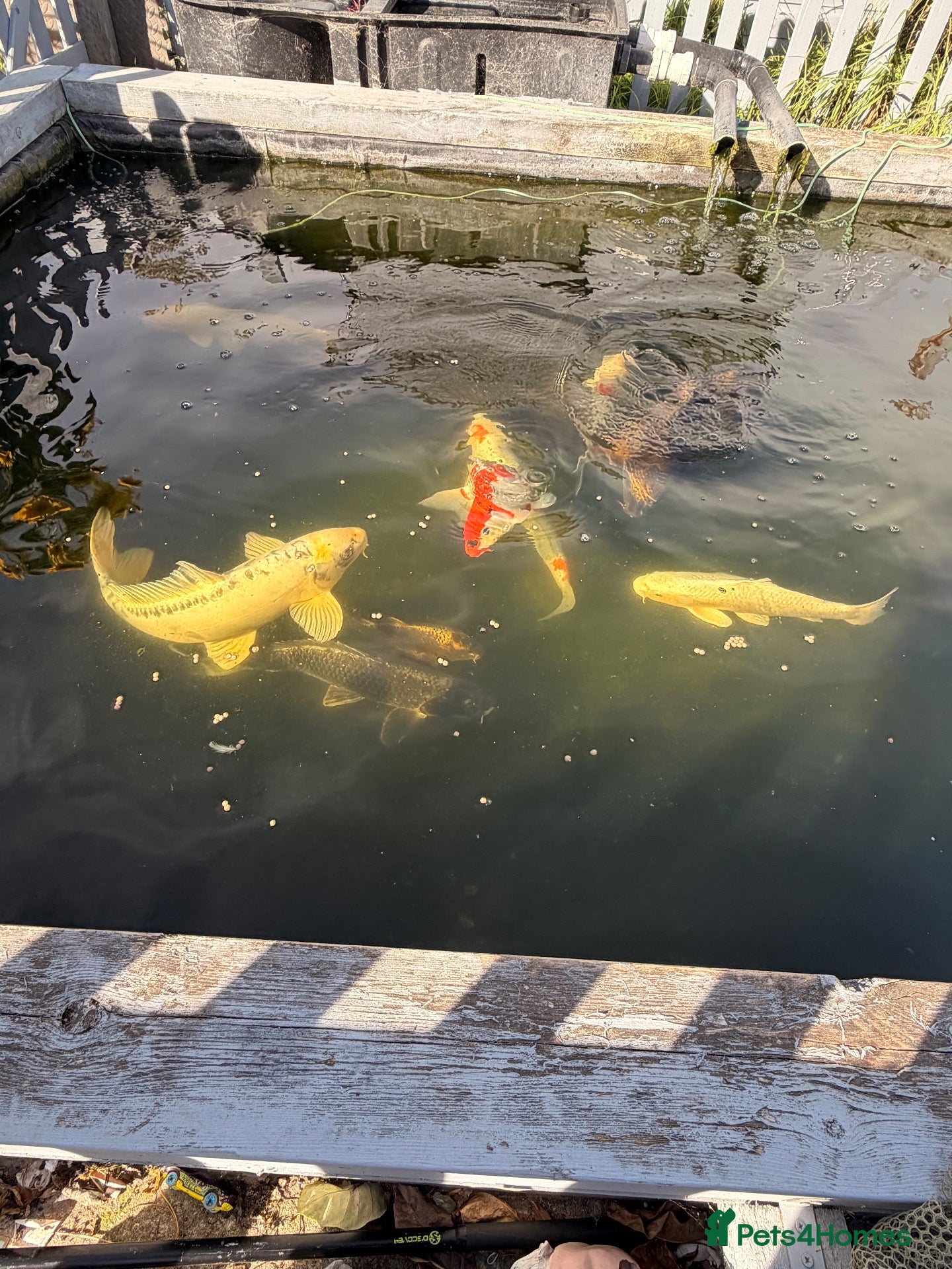 Koi Carp fish Adult koi carp - Advert 3