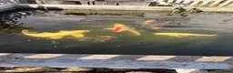 Koi Carp fish for sale: Adult koi carp - Advert 1