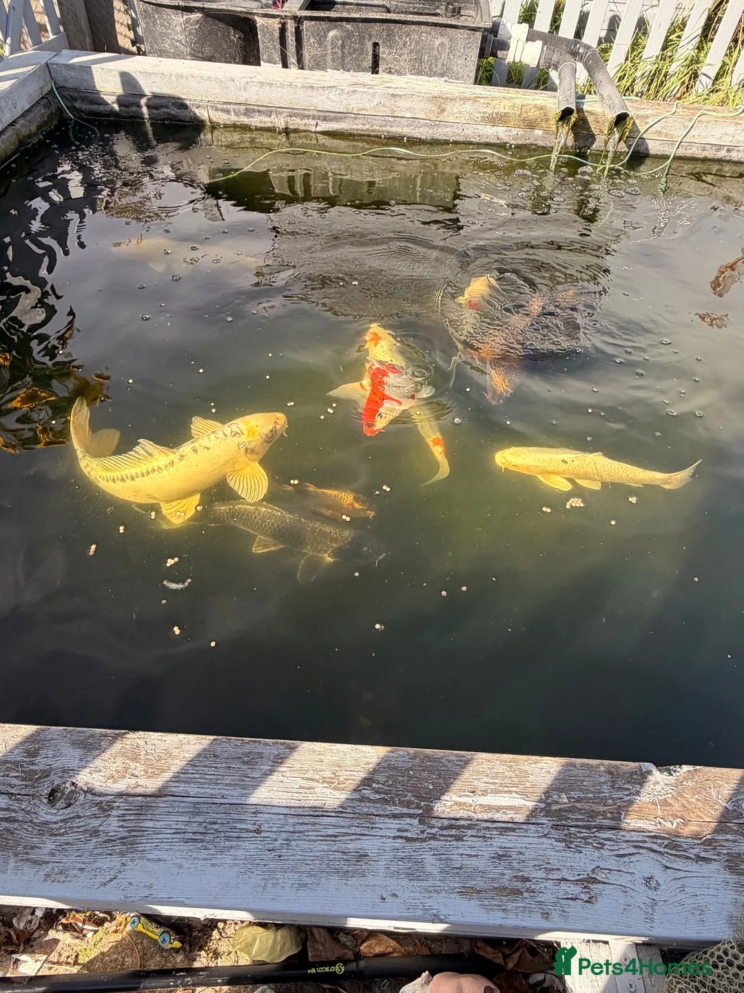 Koi Carp fish for sale: Adult koi carp - Advert 1