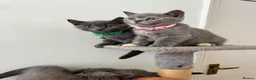 British Shorthair cats for sale: Cute british shorthair kittens - Advert 21