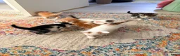 Mixed Breed cats for sale: Kittens for sale  - Advert 9