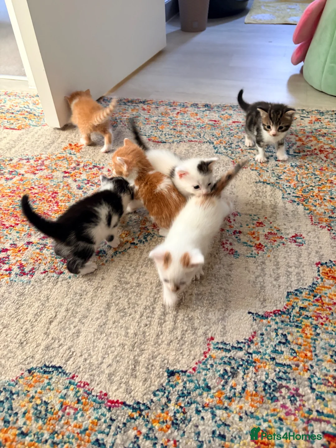 Mixed Breed cats for sale: Kittens for sale  - Advert 9