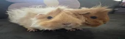 Guinea Pig rodents for sale: Two gorgeous fluffy female piggies  - Advert 10