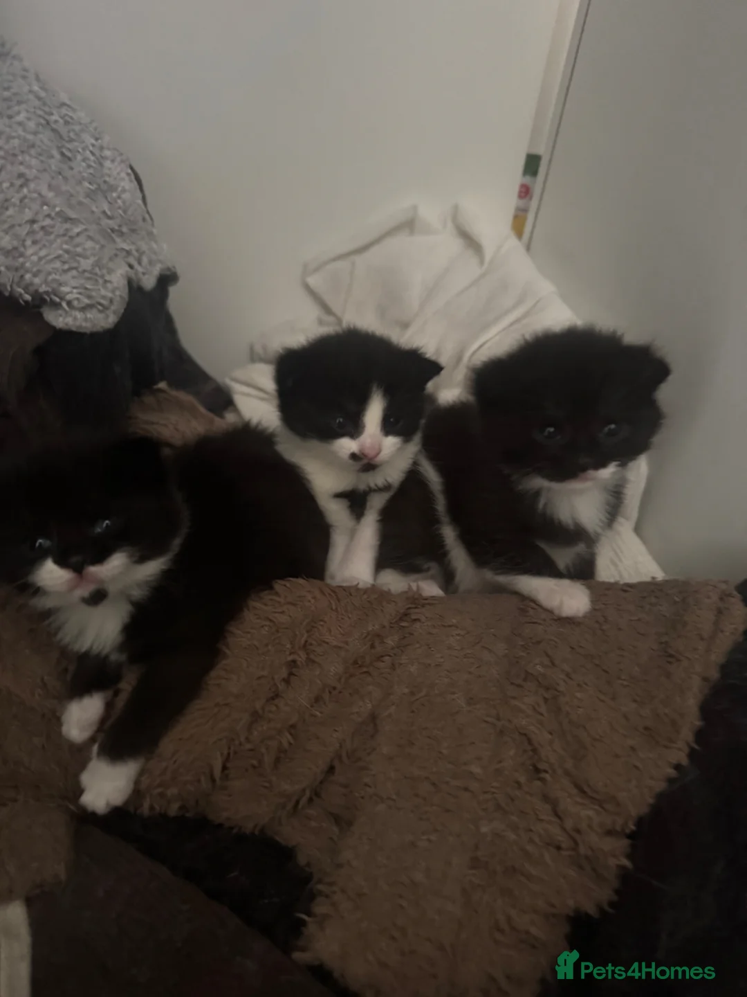 British Longhair cats for sale: 3 British Longhair Tuxedo Kittens Black and White - Advert 11