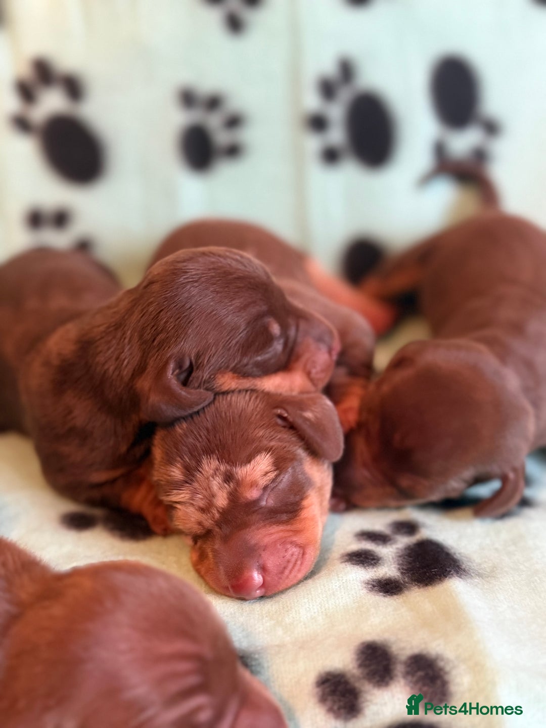 Miniature Dachshund dogs for sale: Kennel Club Mini Dachshunds  - Advert 6