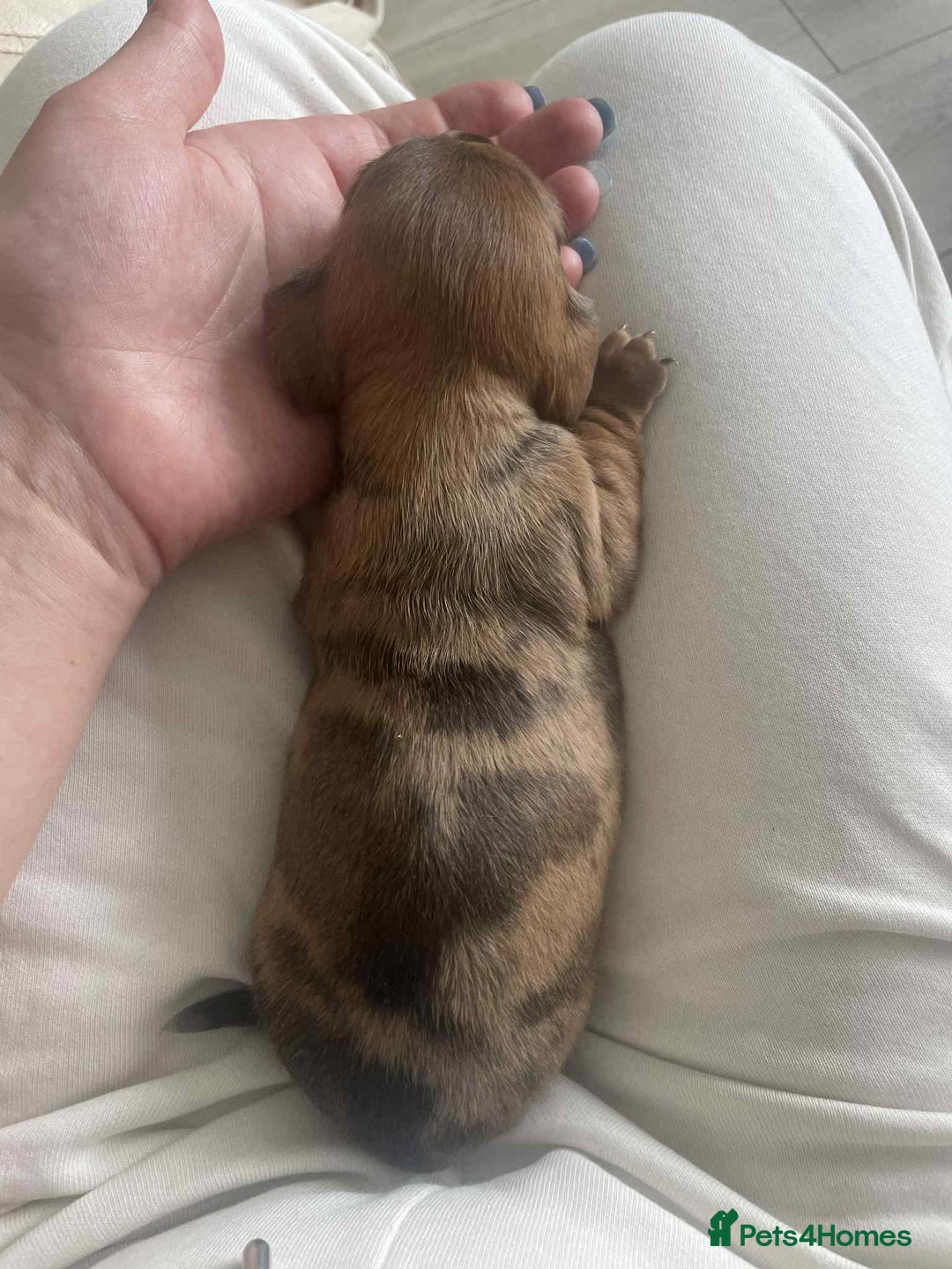 Dachshund dogs for sale: Dachshund tweenies for sale - Image 26