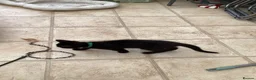Mixed Breed cats for sale: Feral kittens  in Durham - Advert 12