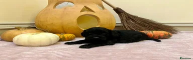 Cockapoo 4