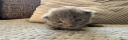 Mixed Breed cats for sale: ✨🐾Stunning domestic long haired kittens  - Advert 5