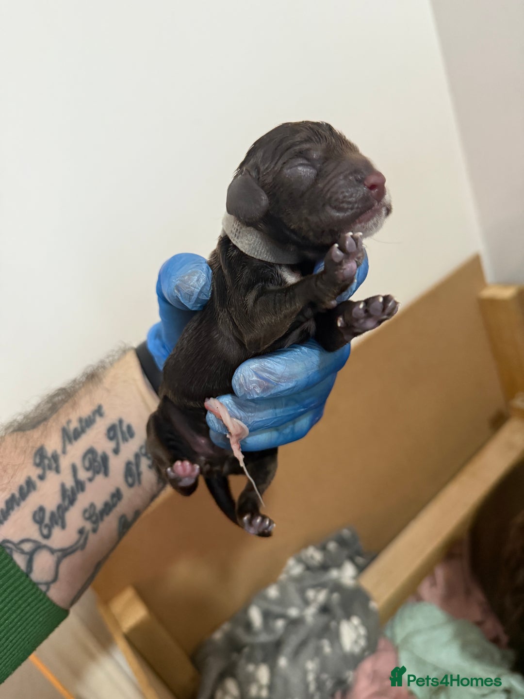 Cocker Spaniel dogs for sale: 6 beautiful Cocker Spaniel puppies.  - Advert 10