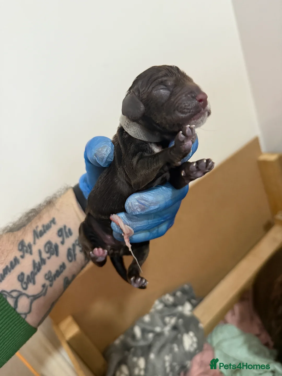 Cocker Spaniel dogs for sale: 3 Cocker Spaniel puppies. AVAILABLE TO VIEW - Advert 11