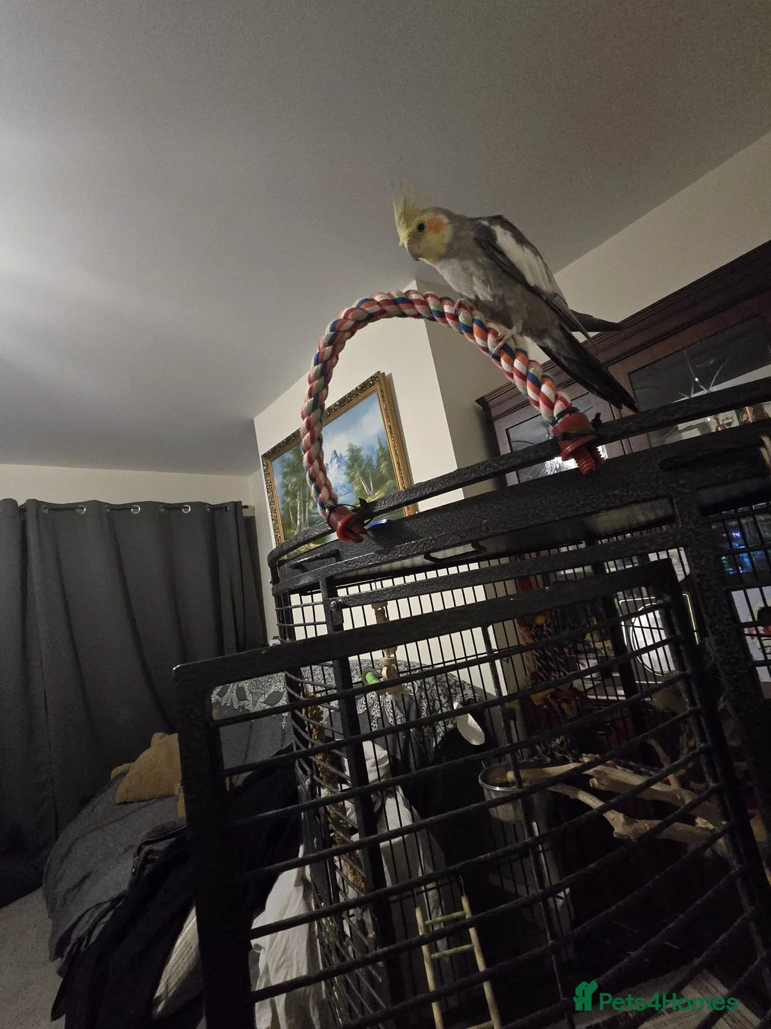 Cockatiels birds for sale: Hand tame cockatiel  in Leeds - Advert 2