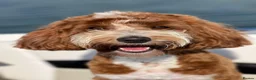 Australian Labradoodle dogs for sale: Genuine Australian Labradoodles - Advert 10