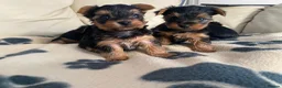 Yorkshire Terrier dogs for sale: Miniature Yorkshire Terrier Pups - Advert 12