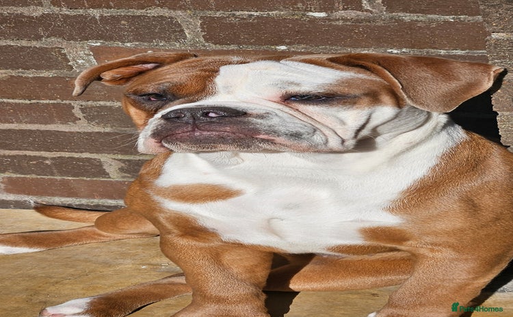 Olde English Bulldogge dogs - Advert 4