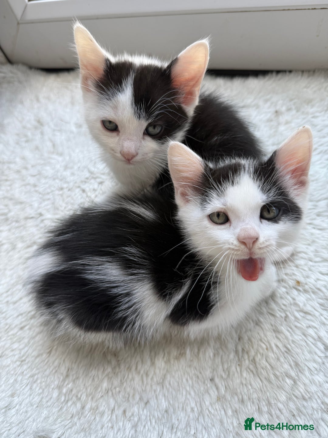 Ragdoll cats for sale: Male kittens  - Image 1
