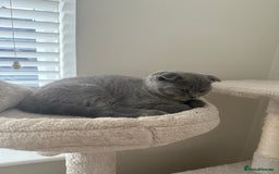 Scottish Fold cats for sale: Scottish fold girl - Image 4