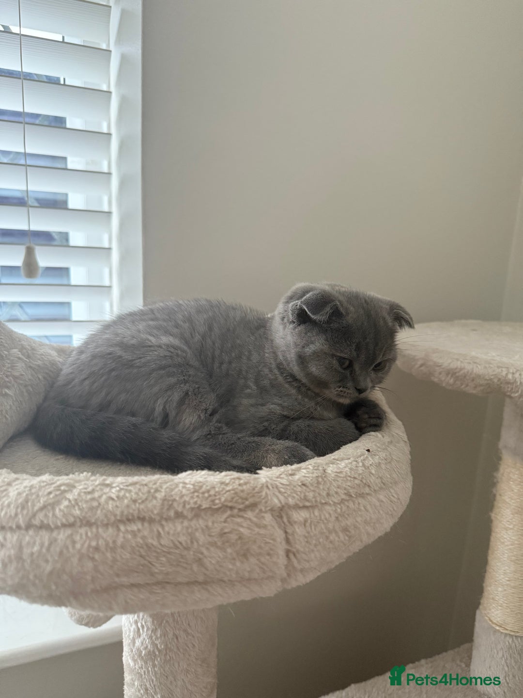 Scottish Fold cats for sale: Scottish fold girl - Image 4