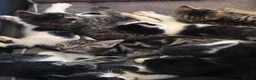 Mixed Breed cats for sale:  Adorable Kittens Looking for Their Forever Homes - Advert 26