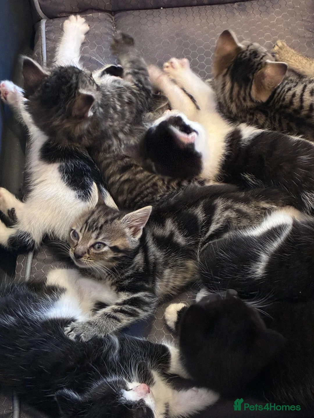 Mixed Breed cats for sale:  Adorable Kittens Looking for Their Forever Homes - Advert 26