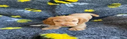 Cocker Spaniel dogs for sale: 🐶Show type KC reg fully vaccinated 🐶 reduced  - Advert 5