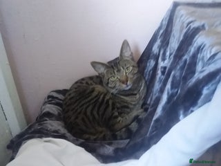 British Shorthair cats in Bury - Advert 11