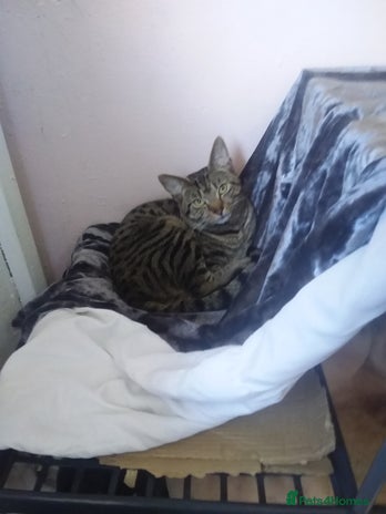 British Shorthair cats in Bury - Advert 12