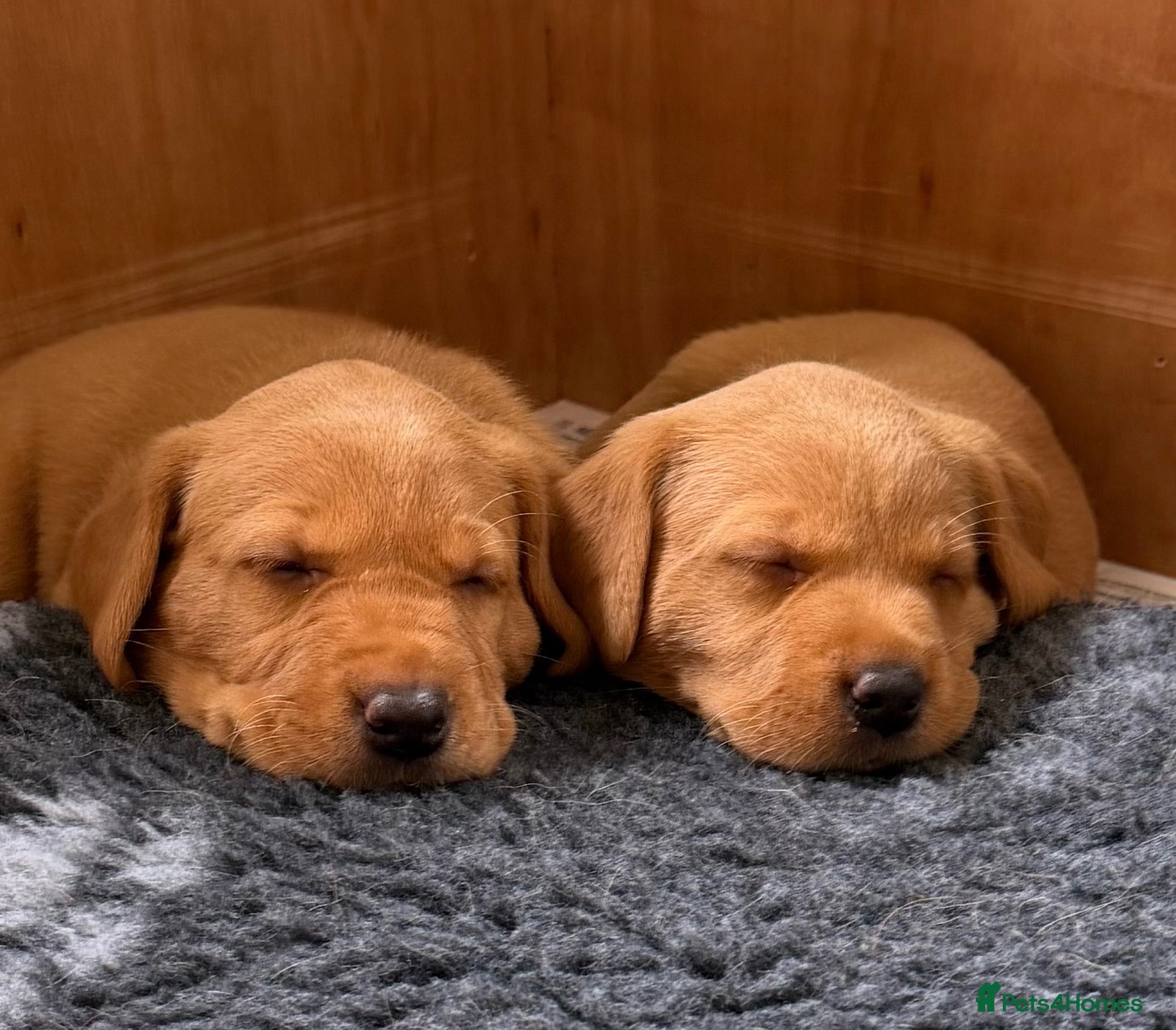 Labrador Retriever dogs KC Registered Labrador Puppies (fox red)  - Advert 8