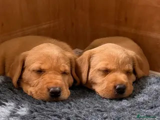 Labrador Retriever dogs KC Registered Labrador Puppies (fox red) - Advert 1