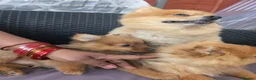 Pomeranian dogs for sale: 2 LEFT!! Purebred Cute fluffy Pomeranian Puppies! in Croydon - Advert 33