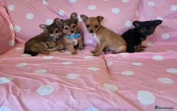 Chorkie dogs for sale: Yorkshire terrier x chihuahua (chorkie) - Image 2