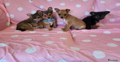 Chorkie dogs - Advert 2