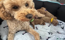 Toy Poodle dogs for sale: KC Registered Toy Poodle Puppies - Image 5