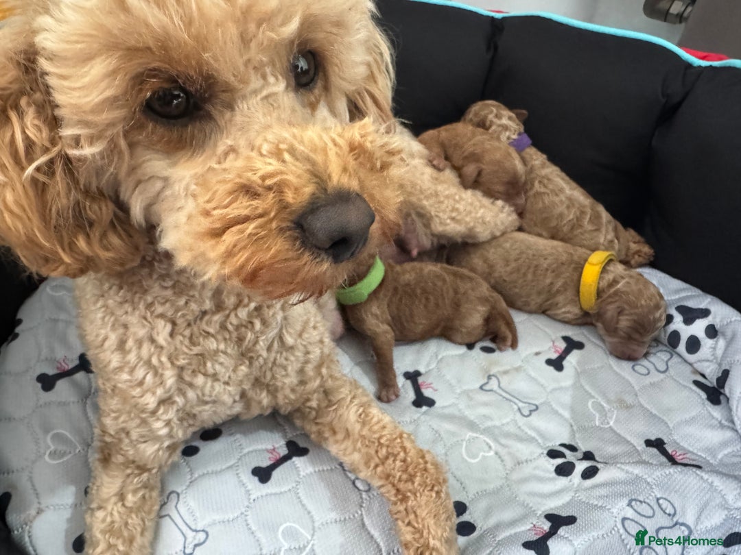Toy Poodle dogs for sale: KC Registered Toy Poodle Puppies - Image 5
