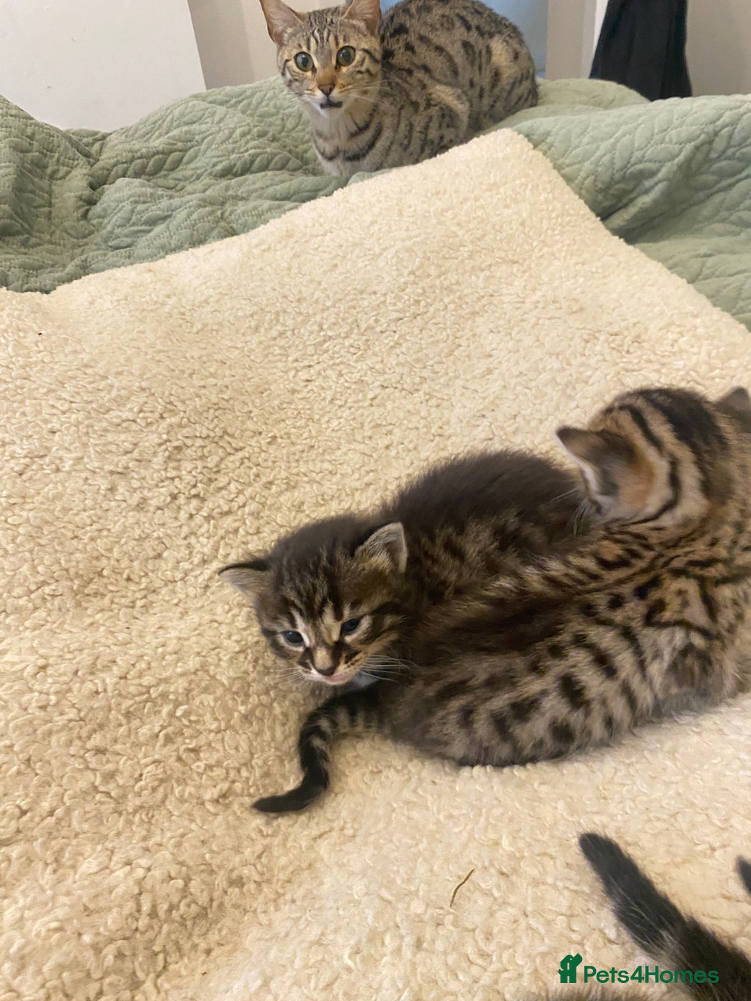 Bengal cats for sale: 5 bengal x Mainecoon kittens for sale - Image 7