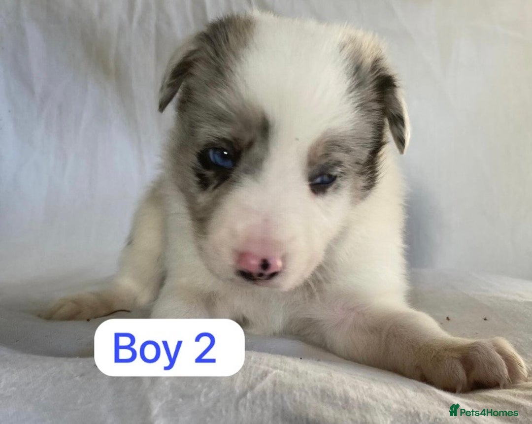 Border Collie dogs for sale: KC registered border collie puppies - Advert 5