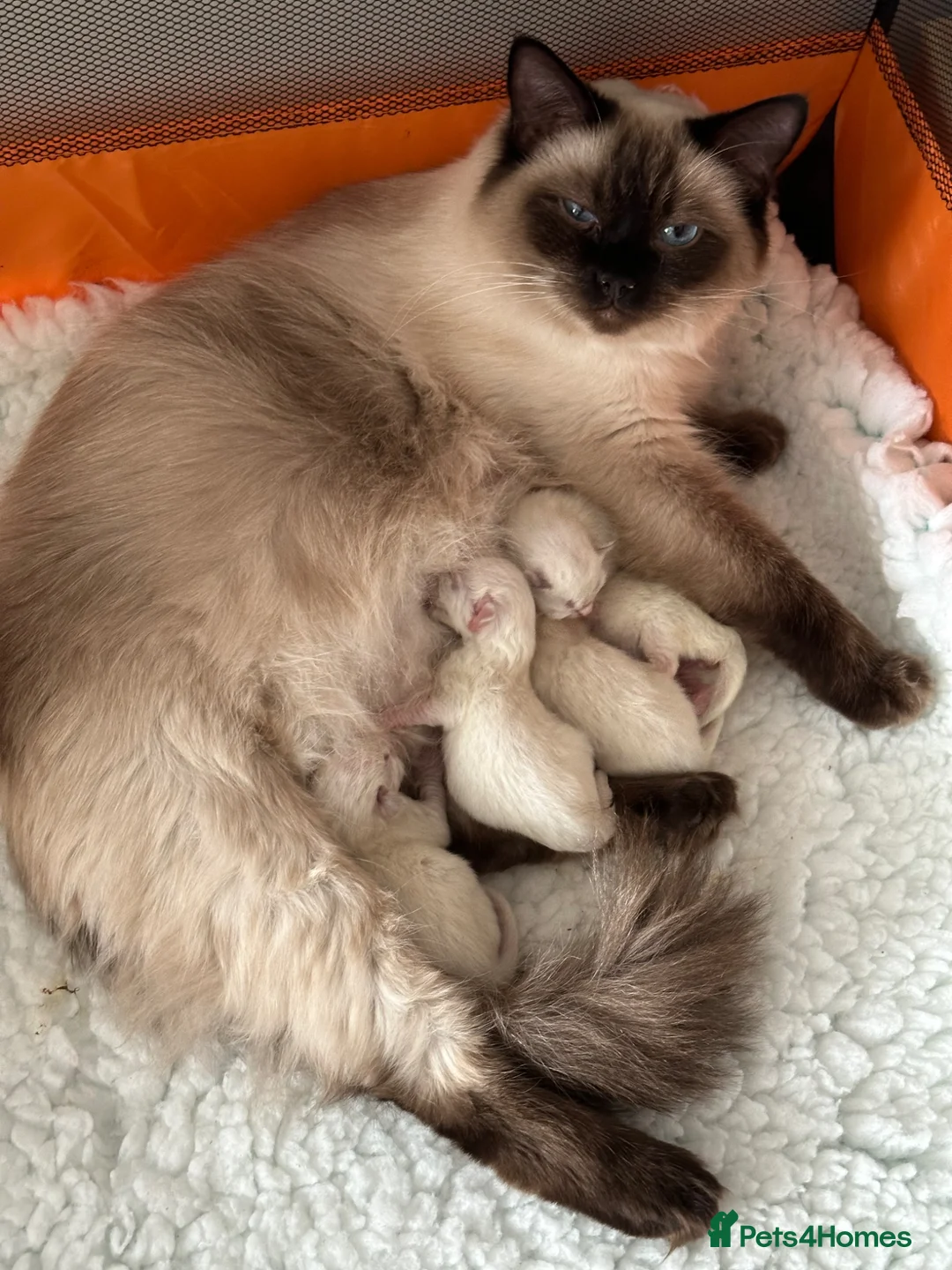 Ragdoll cats for sale: DNA Clear Blue Eyed Seal & Blue Point Ragdolls - Advert 2
