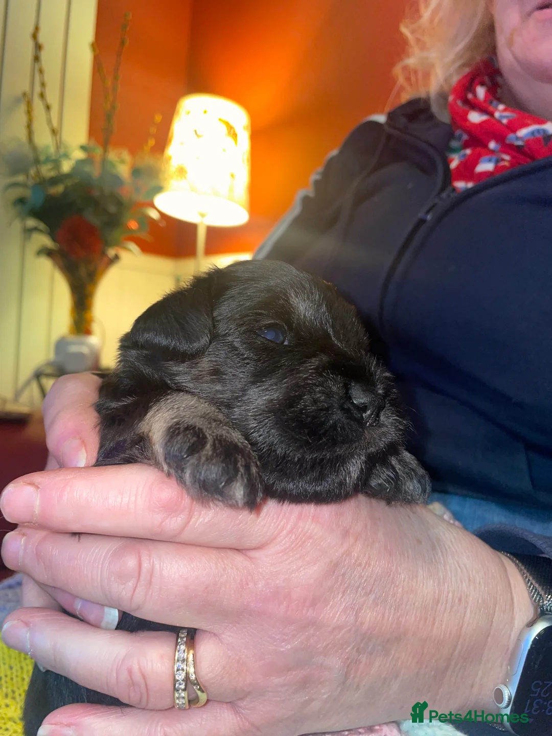 Miniature Schnauzer dogs for sale: Stunning Puppies - Advert 9