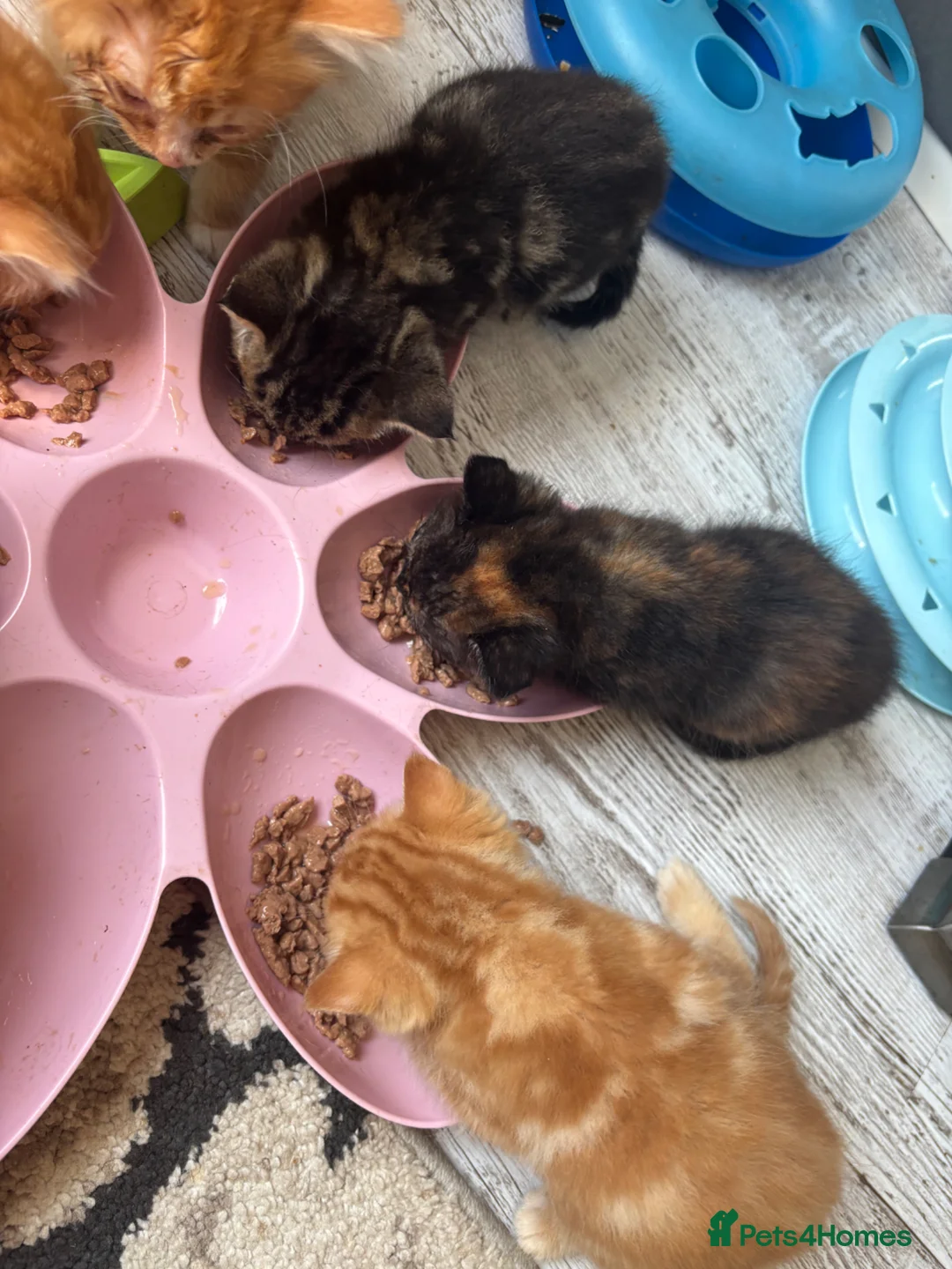 Ragdoll cats for sale: ****Ragdoll cross babies **** - Advert 2