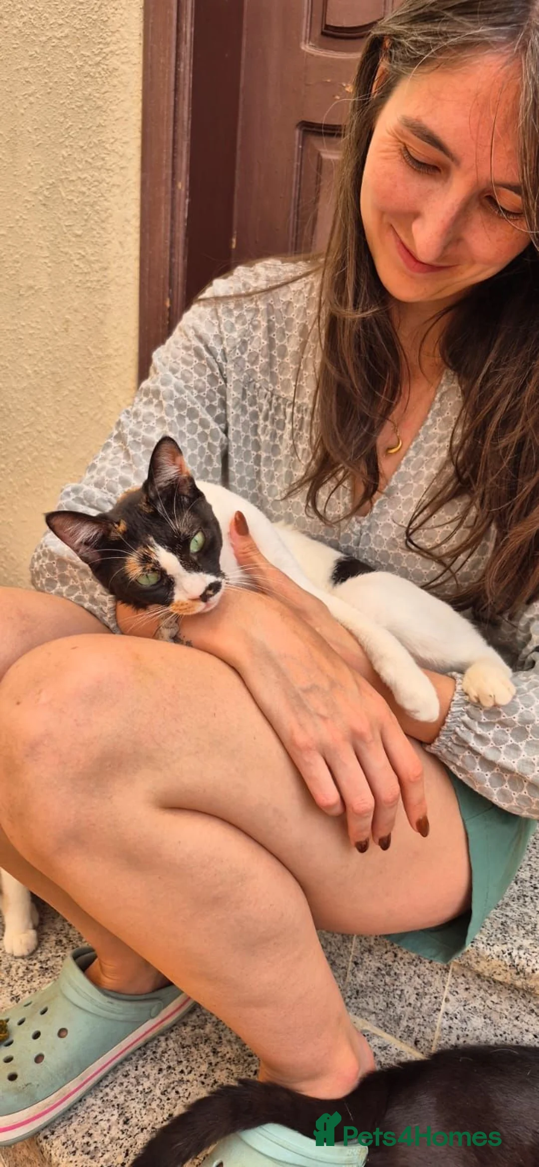 Arabian Mau cats for adoption: Pavilion (Pav) - Advert 2